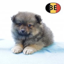 Keesje 091025 M (BE4200) 101225.JPG