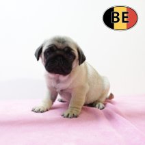 Mops 141025 F (BE0946) 101225.JPG