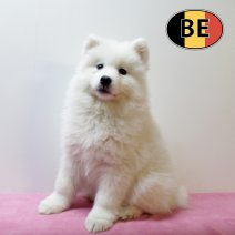 Samojeed 071025 F (BE3705) 101225.JPG