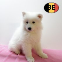 Samojeed 071025 F (BE3782) 101225.JPG