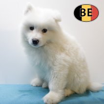 Samojeed 071025 M (BE4192) 101225.JPG