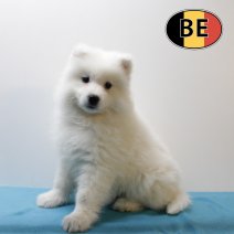 Samojeed 071025 M (BE4631) 101225.JPG