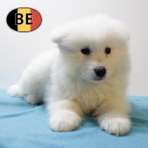 Samojeed 071025 M (BE4816) 101225.JPG