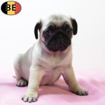 mops 141025 F(BE0056) 101225.jpg