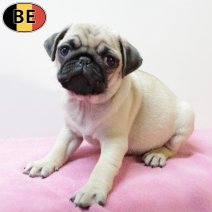 mops 141025 F(BE9726) 101225.jpg