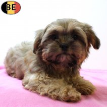 York X Shih Tzu 280825 F(BE4377) 101220.jpg