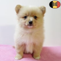 Keesje 111025 F(BE5439) 101225.jpg