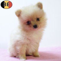 Keesje 111025 F(BE9820) 101225.jpg