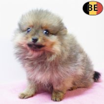 Keesje 091025 F(BE4216) 101225.jpg