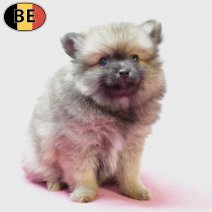 Keesje 091025 F(BE4410) 101225.jpg