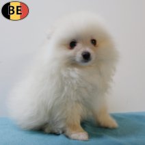 Keesje 021025 M(BE4959) 101225.jpg