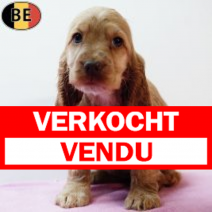 Engelse Cocker 300925 F(BE3610) 031225.verkocht-vendu.png