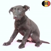 Duitse Herder 290925 F(BE6843) 121225.jpg