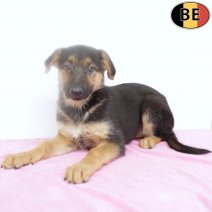 Duitse Herder 290925 F(BE6852) 121225.jpg