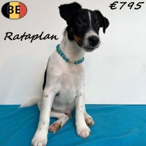 Engelse Fox Rataplan 050825 M(BE1318) 101125.jpg