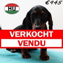 Teckel 250725 M (HU7170) 191125 verkocht - vendu.jpg