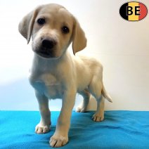 Labrador 131025 M(BE5254) 121225.jpg