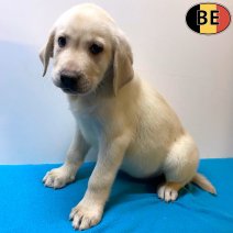 Labrador 131025 M(BE5247) 121225.jpg