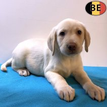 Labrador 131025 M(BE5559) 121225.jpg