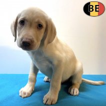 Labrador 131025 M(BE6698) 121225.jpg