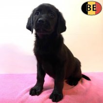 Labrador 131025 F(BE6871) 121225.jpg