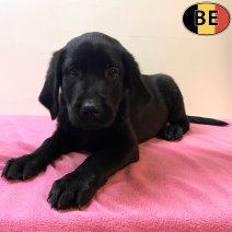 Labrador 131025 F(BE6173) 121225.jpg