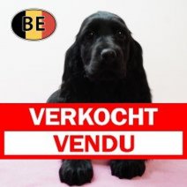 Engelse Cocker 240925 F (BE5119) 261125 Verkocht - Vendu.jpg