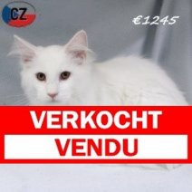 Maine Coon 030625 M(CZ2891) 141025 Verkocht - Vendu.jpg