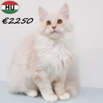 Maine Coon 010825 M(HU7350) 191125.jpg