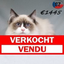 Ragdoll 120725 M(CZ6382) 251125 Verkocht - Vendu.jpg