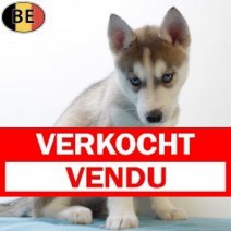 Husky 130925 M(BE0846) 281125 Verkocht - Vendu.jpg