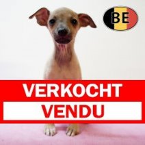 Italiaanse windhond F(BE1039)  Verkocht - Vendu.jpg
