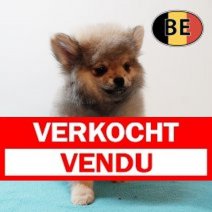 Pomchi 150825 M (BE1084) 261125 Verkocht - Vendu.jpg