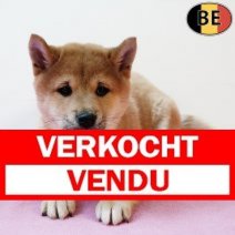 Shiba Inu 030925 F(BE0873) 291025 Verkocht - Vendu.jpg