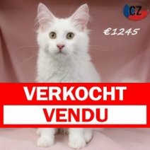 Maine Coon 110625 F(CZ2900) 141025 Verkocht - Vendu.jpg