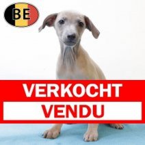 Italiaanse Windhond 190825 M (BE5222) 241025 Verkocht - Vendu.jpg