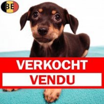 Pinscher 210925 M(BE0841) 161125 Verkocht - Vendu.jpg