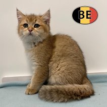 Britse korthaar 090925 F (BE1107) 131225.jpg