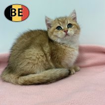 Britse korthaar 090925 F (BE1137) 131225.jpg