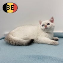 Britse korthaar 090925 M (BE1011) 131225.jpg