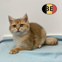 Britse korthaar 090925 M (BE1093) 131225.jpg