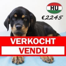 Rottweiler 290625 M (HU3382) 151025 Verkocht - Vendu.jpg