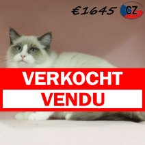Ragdoll 090725 F(CZ2880) 251125 verkocht - vendu.jpg