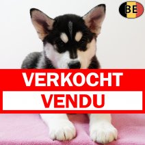 Husky 260925 F(BE1034) 031225 verkocht - vendu.jpg