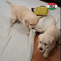 Golden Retriever F af te halen eind 01-2026 (HU).jpg