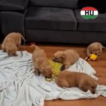 Golden Retriever M af te halen eind 01-2026 (HU).jpg