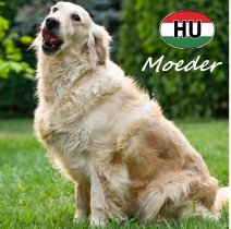Golden Retriever Moeder.jpg