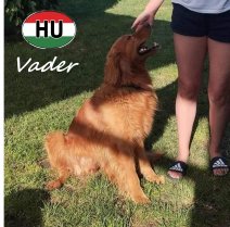 Golden Retriever Vader.jpg