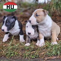 Bull Terrier Mini 2m - 1f af te halen eind 01-2026 (HU).jpg