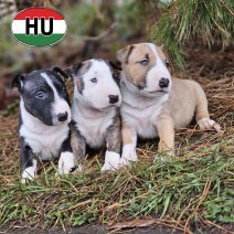 Bull Terrier Mini 2m - 1f af te halen eind 01-2026 (HU)-.jpg